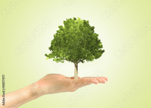 Miniature tree in a human hand