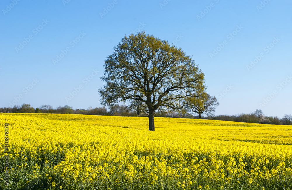 Blühendes Rapsfeld in Schleswig-Holstein, Raps - Brassica napus Blühendes Rapsfeld in Schleswig-Holstein, Raps - Brassica napus