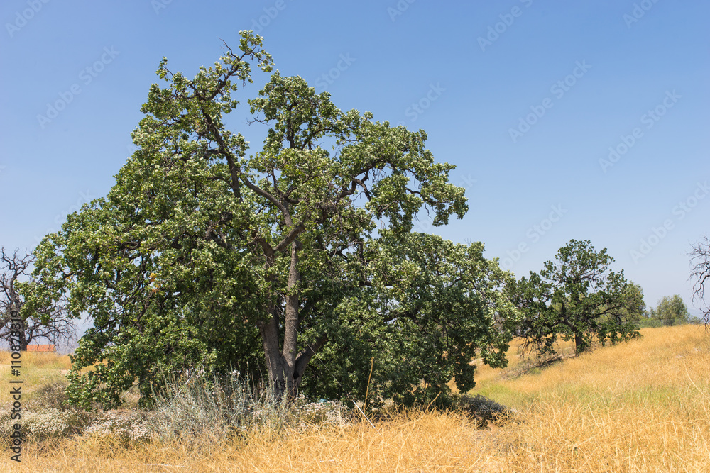 Cluster of California Oak Trees