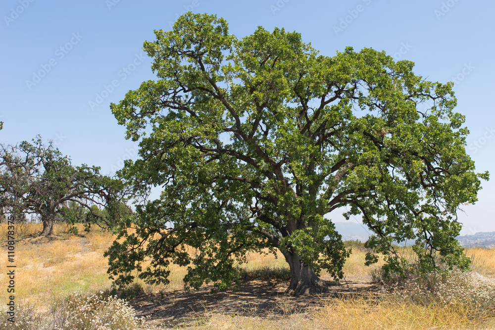 Fototapeta premium Massive Green Oak Tree
