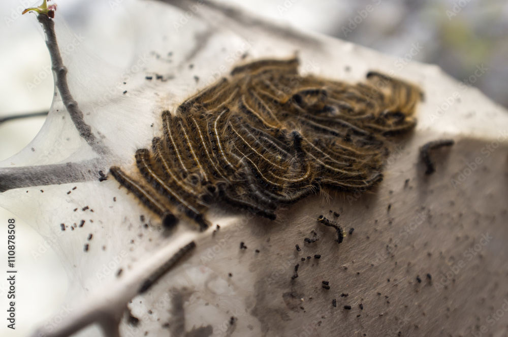 Obraz premium Eastern Tent Caterpillar