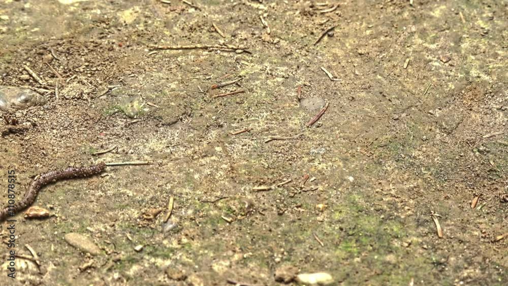 Earthworm timelapse
Earthworm timelapse