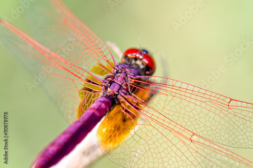 Trithemis Aurora or Crimson Marsh Glider ( male) Close up dragonfly red purple perched at the end of the branches