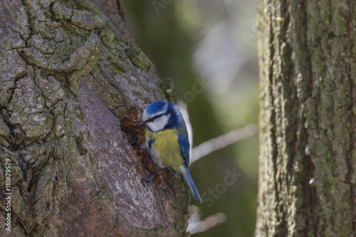 Blaumeise inspiziert Bruthöhle im Baum,
Cyanistes caeruleus