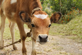 A young red calf with white spot on its forehead