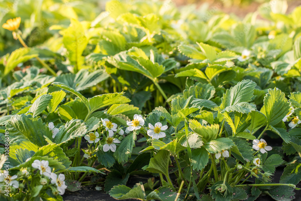 Detail on a blossoms of Flowering plants of strawberries in a ve Detail on a blossoms of Flowering plants of strawberries in a ve