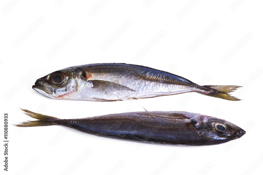 isolated horse mackerel isolated horse mackerel