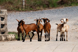  Group of goats