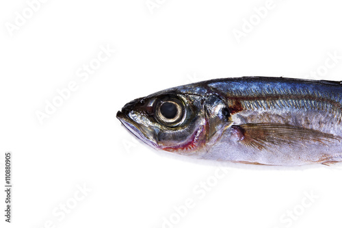 isolated horse mackerel