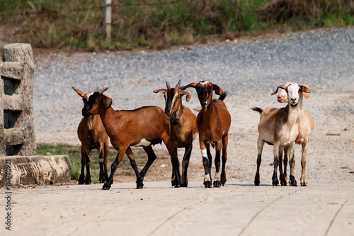  Group of goats