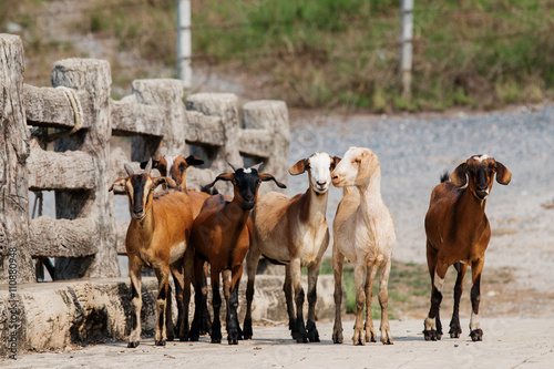 Fototapeta Naklejka Na Ścianę i Meble -   Group of goats