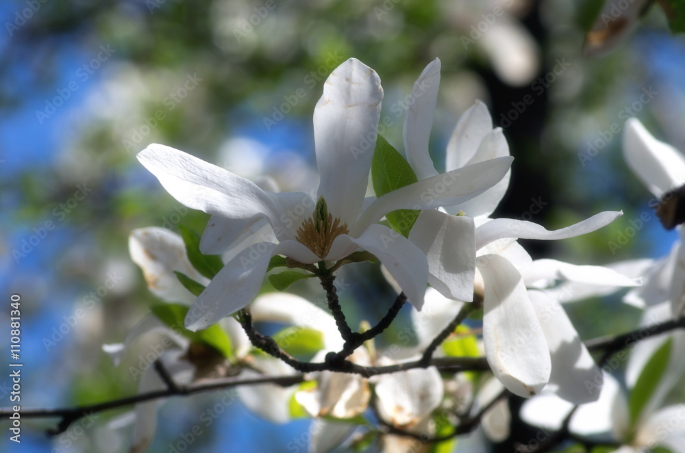 White magnolia flower against the sky close-up White magnolia flower against the sky close-up