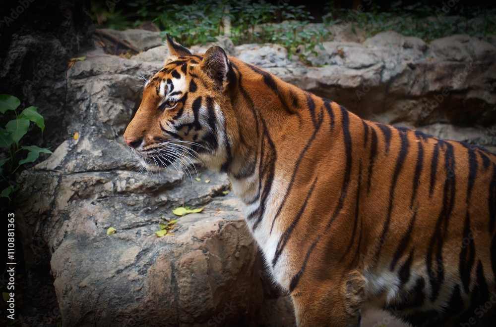Tiger / Portrait of tiger on nature background. Focus on eye. Tiger / Portrait of tiger on nature background. Focus on eye.