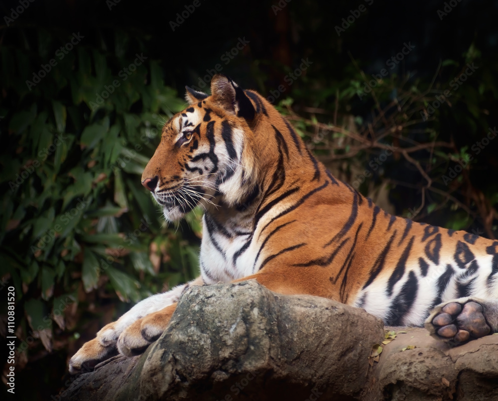 Tiger / Portrait of tiger on nature background. Focus on eye. Tiger / Portrait of tiger on nature background. Focus on eye.