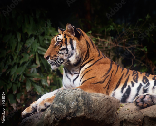 Tiger   Portrait of tiger on nature background. Focus on eye.