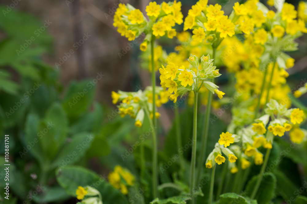 Cowslip