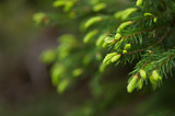 Spruce Shoots