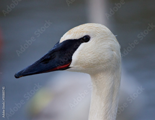 Beautiful photo of a cute swan