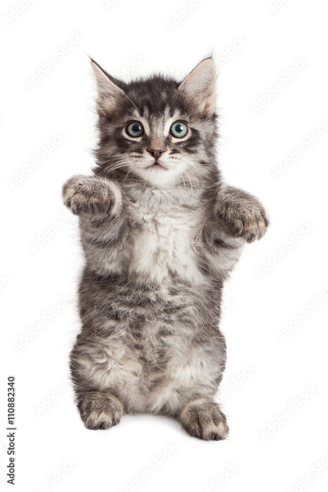 Obraz premium Kotek siedzący podnosząc łapy