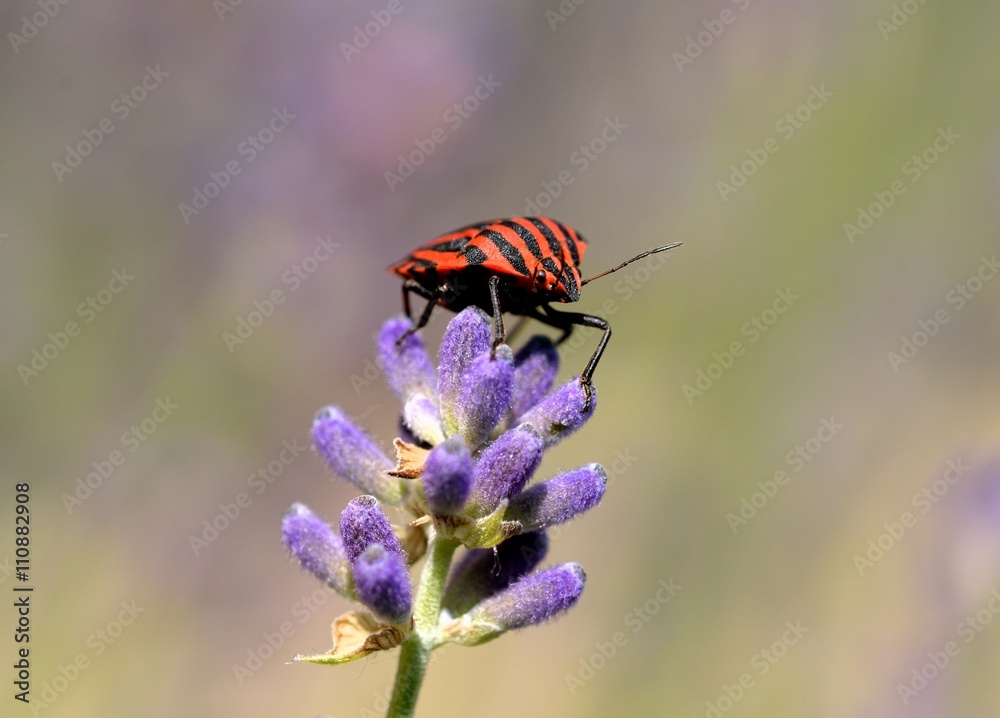 graphosoma lineatum (cimice rossonera) graphosoma lineatum (cimice rossonera)