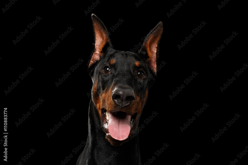Closeup portrait of Doberman Pinscher Dog Looking in Camera on isolated Black background