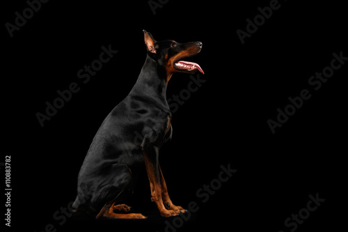 Fototapeta Naklejka Na Ścianę i Meble -  Obedient Doberman Pinscher Dog Sitting and Looking up, isolated Black background, Side view