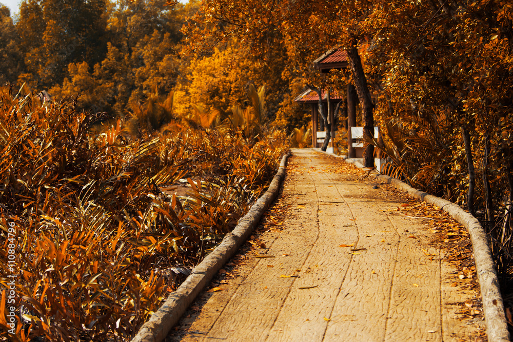 Naklejka premium autumn forest.