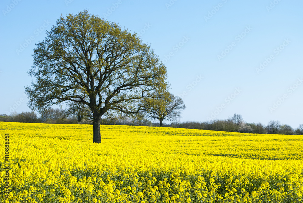 Blühendes Rapsfeld in Schleswig-Holstein, Raps - Brassica napus Blühendes Rapsfeld in Schleswig-Holstein, Raps - Brassica napus