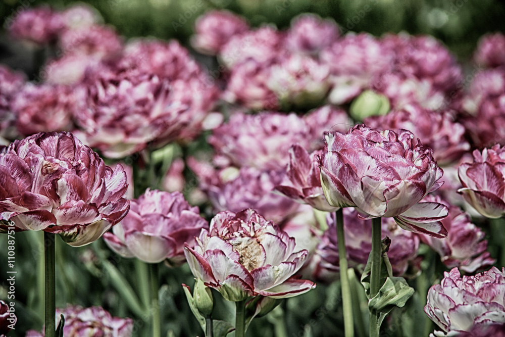 Obraz premium Tulpenbeet