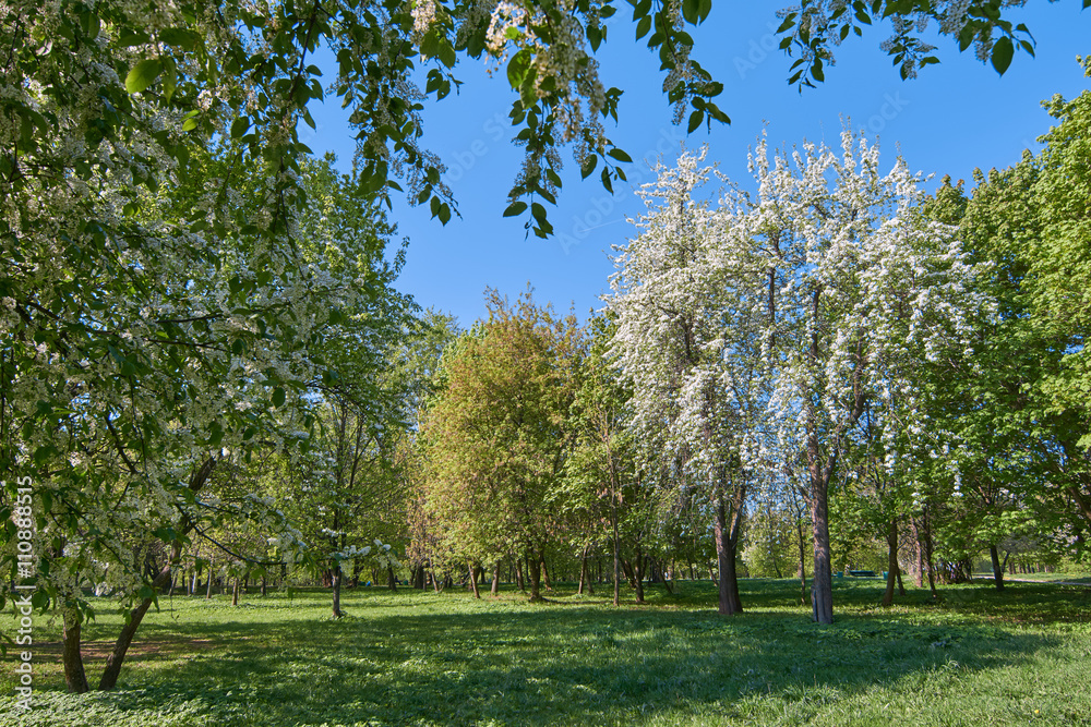 Blooming bird-cherry and apple trees Blooming bird-cherry and apple trees