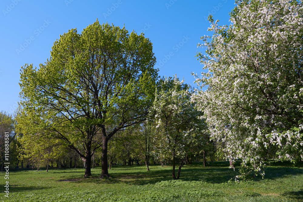 Blooming bird-cherry and oak trees Blooming bird-cherry and oak trees