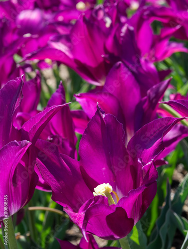 Purple Tulip in near field focus