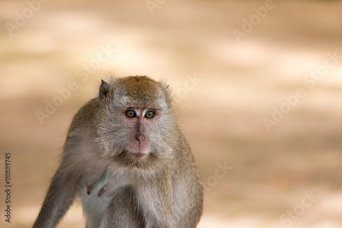 macaque  monkey