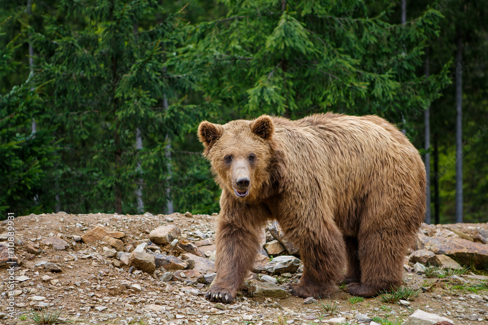 Big brown wild bear in the forest