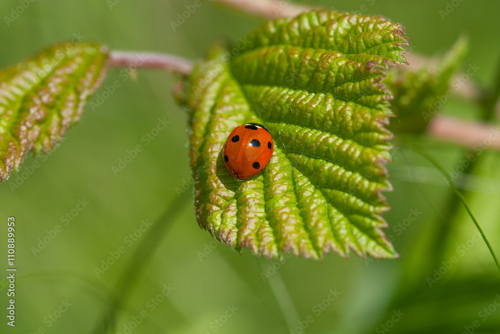 Fototapeta premium coccinella