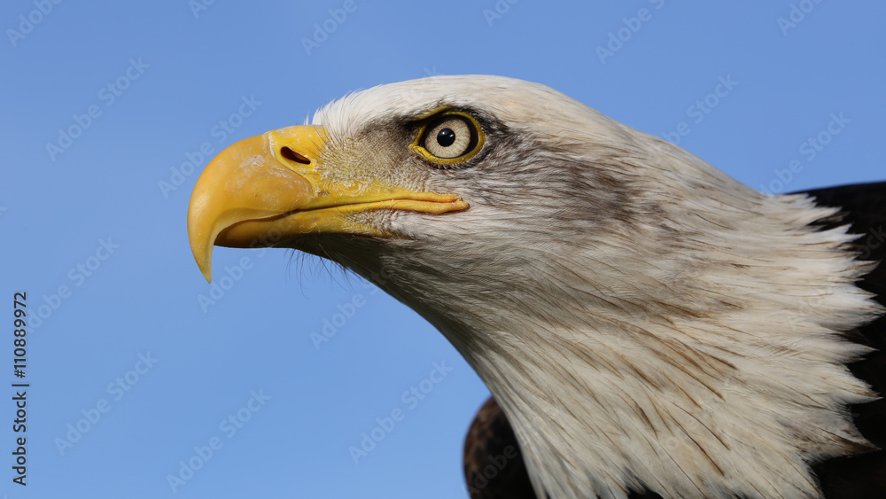 Bald Eagle Bald Eagle