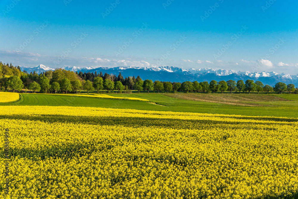 Blühende Rapsfelder vor dem Gebirgsmassiv der Alpen