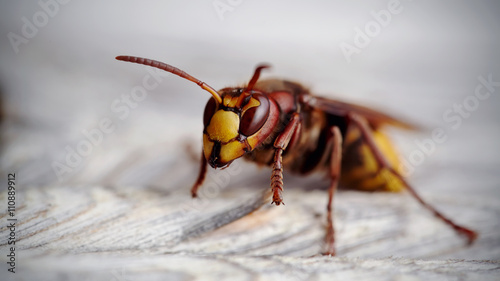 Big wasp - a hornet