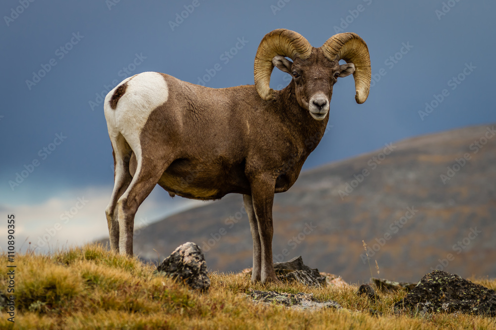 Obraz premium „Big Horn” Big Horn Sheep przemierzająca kontynentalny Divide w Rocky Mountain National Park. Chłodne i rześkie wrześniowe popołudnie w Kolorado.
