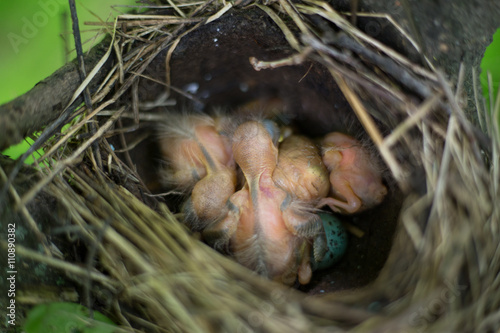 Bird's nest.