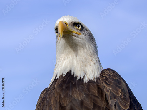 Bald Eagle © Edwin Butter