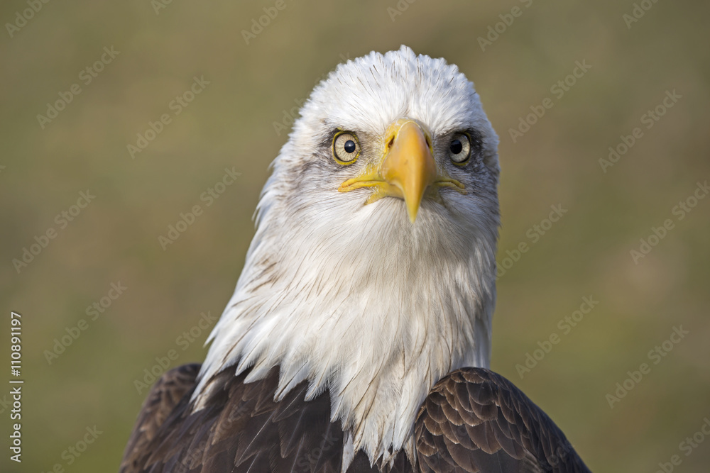 Fototapeta premium Bald Eagle