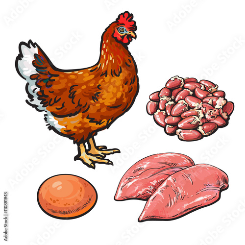 Chicken meat with egg and hearts, vector illustration sketch isolated on white background, sketch chicken products for food, chicken hearts and egg fillets, fresh produce, meat, poultry and egg