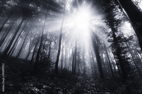 sun rays in dark forest
