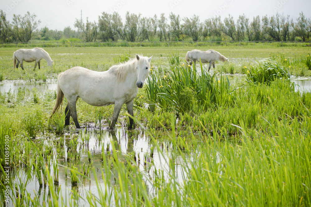 Obraz premium Caballo blanco libre