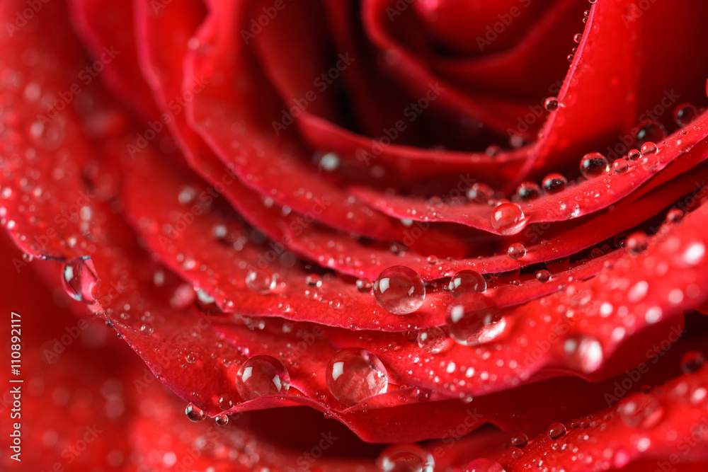 Wet Red Rose Close Up With Water Droplets Wet Red Rose Close Up With Water Droplets