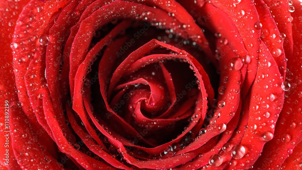 Wet Red Rose Close Up With Water Droplets Wet Red Rose Close Up With Water Droplets