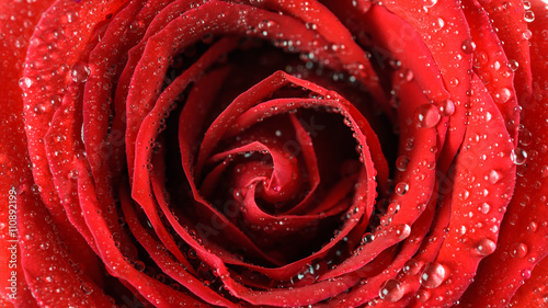 Wet Red Rose Close Up With Water Droplets