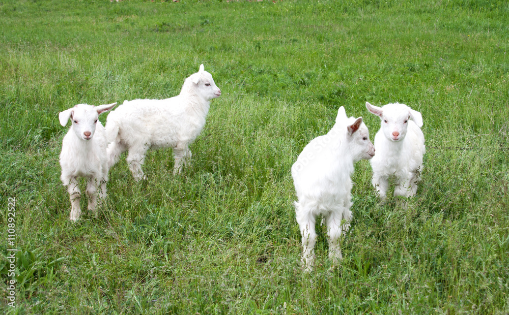 goatlings are grazing on grass in the village goatlings are grazing on grass in the village