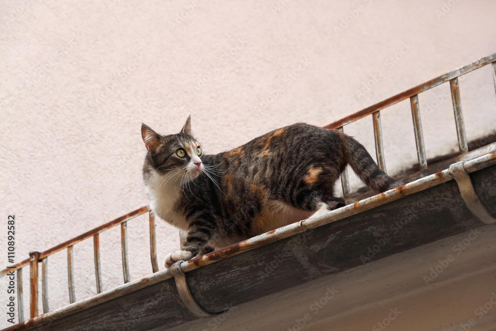 Katze Glückskatze schildpatt läuft in baufälliger Dachrinne eines Hauses  Stock Photo | Adobe Stock